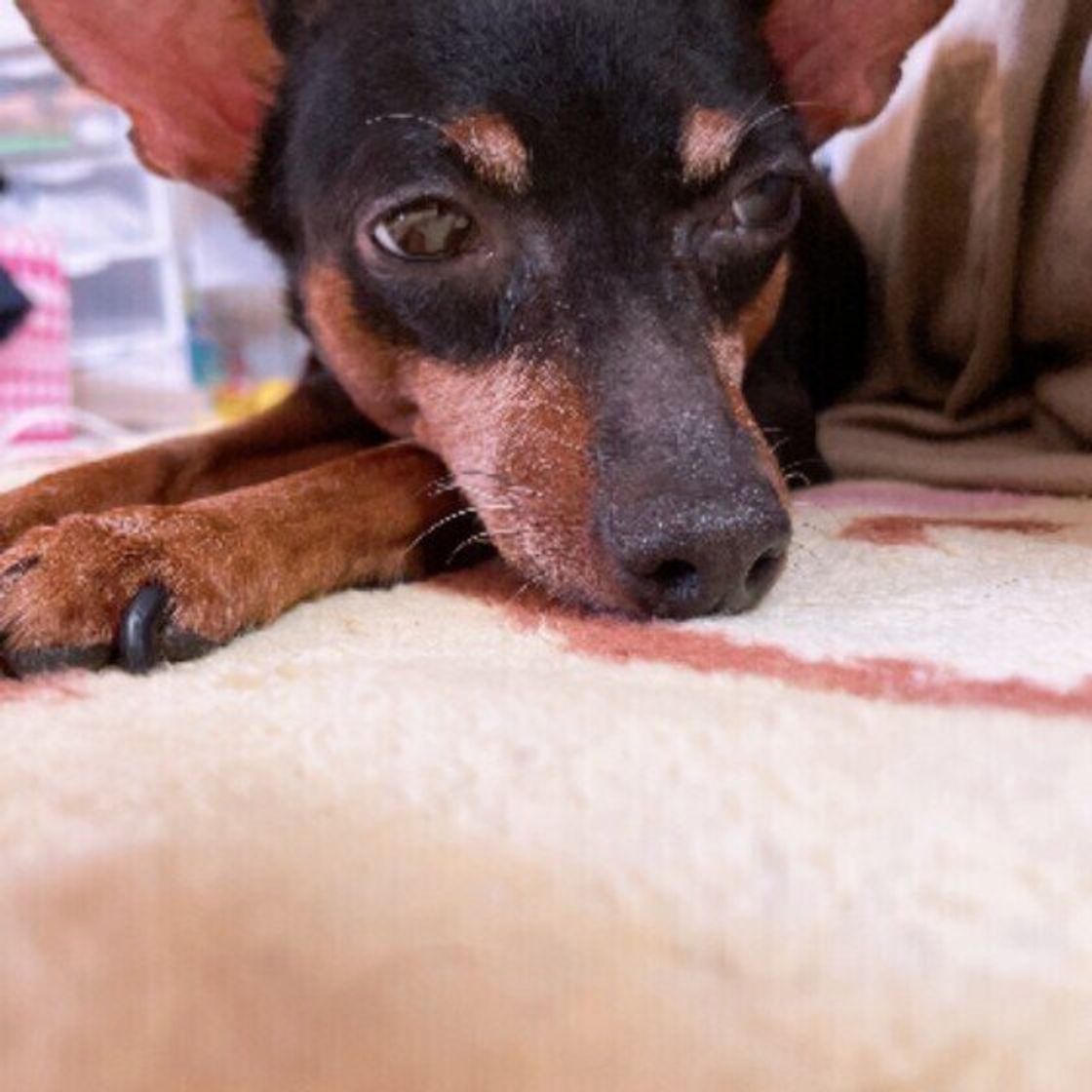 愛犬が足にしがみついてくるのはなぜ 理由や対処法を獣医師に聞いた いぬのきもちweb Magazine 愛犬が足にしがみついてくるのはなぜ 理由や対処法を獣医師に聞いた いぬのきもちweb Magazine