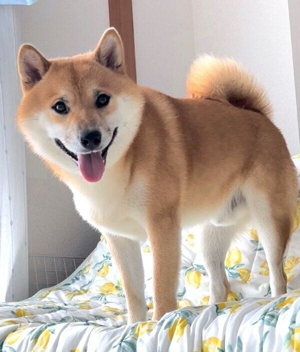 笑顔が可愛いふう太くん