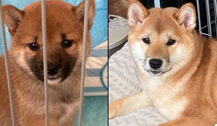 福ちゃんのビフォーアフター写真