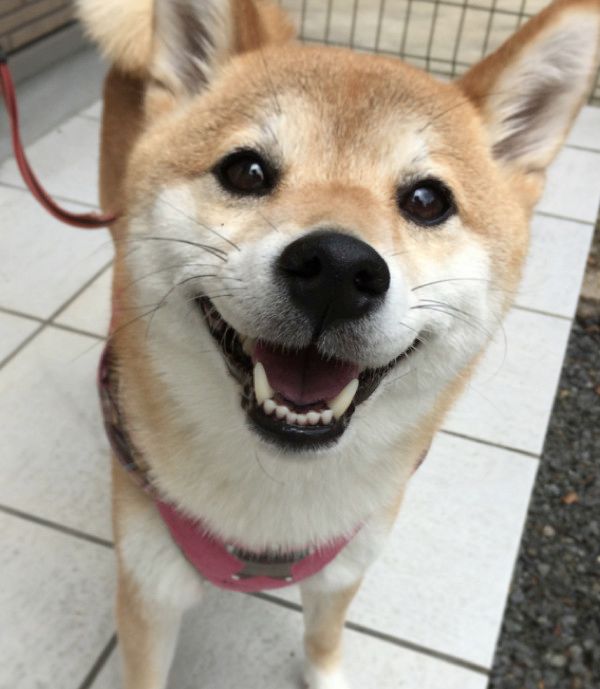 遊んでほしいと静かにアピールする柴犬