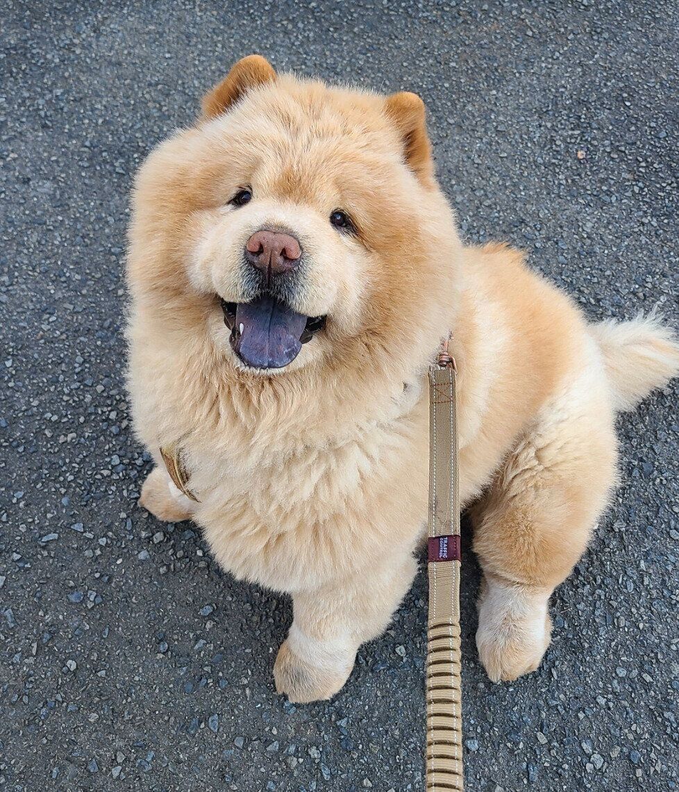 散歩中に笑顔を見せるくり蔵くん