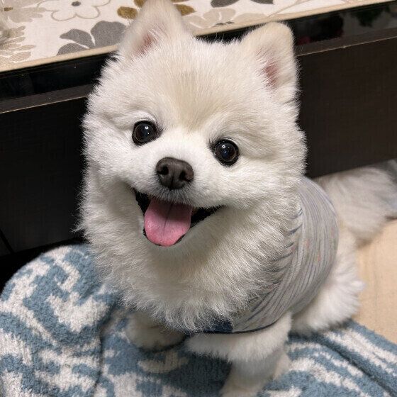 犬の食が細くなる理由と犬がごはんを食べないときの対処法を獣医師に聞いた いぬのきもち