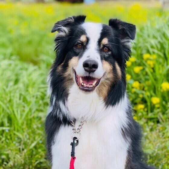 お散歩中のオーストラリアン・シェパード