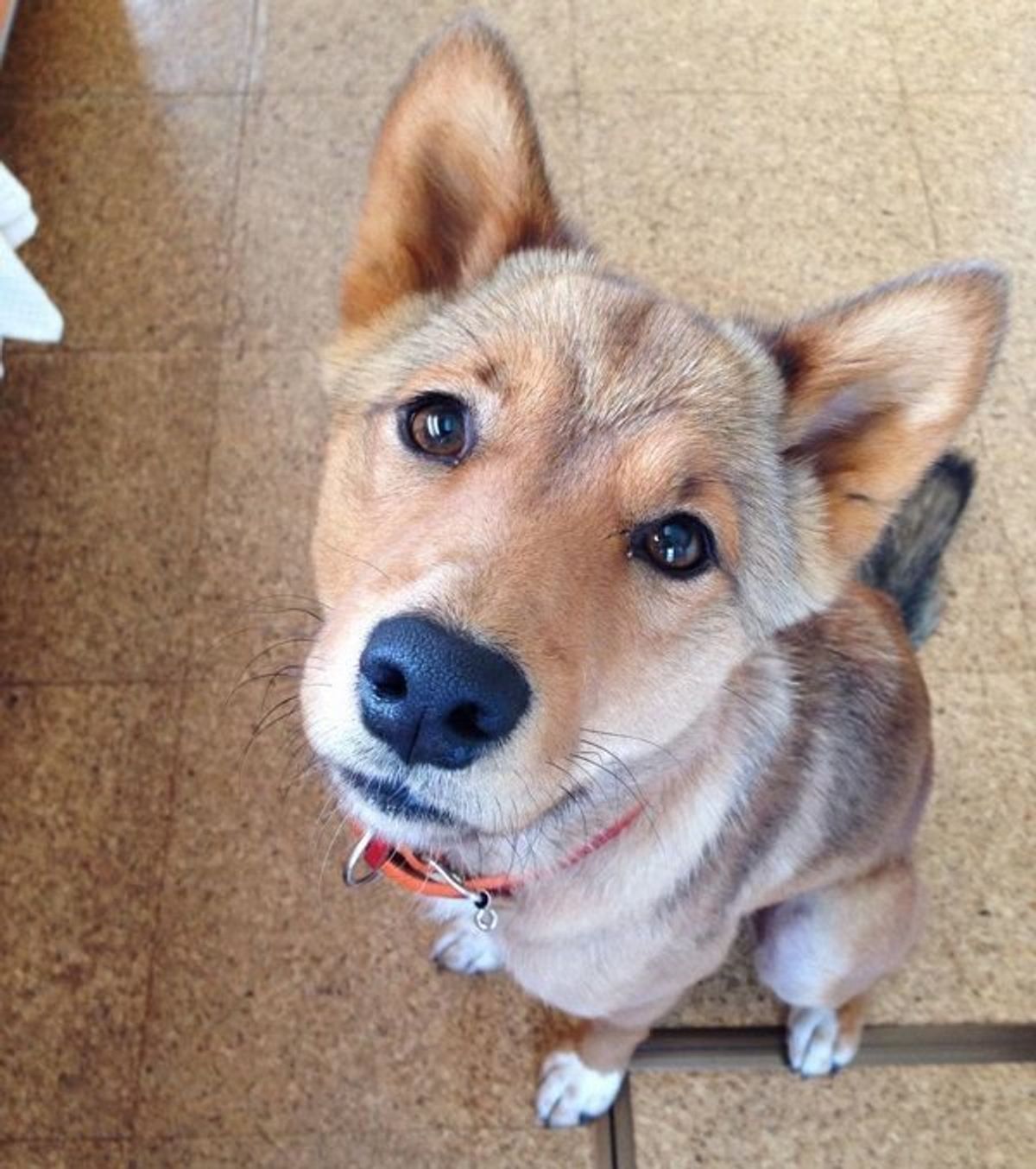 新しい家族と暮らすため 徳島から長野へ 元迷子犬 麦ちゃんの今 いぬのきもちweb Magazine 新しい家族と暮らすため 徳島から長野へ 元迷子犬 麦ちゃんの今 いぬのきもちweb Magazine