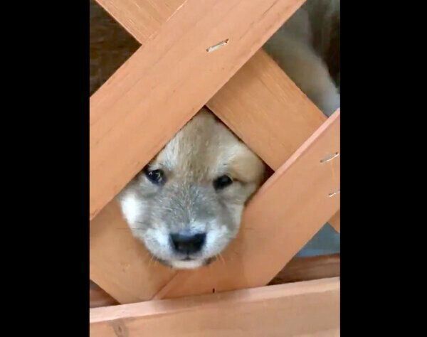 柵からお顔を出す柴犬の子犬