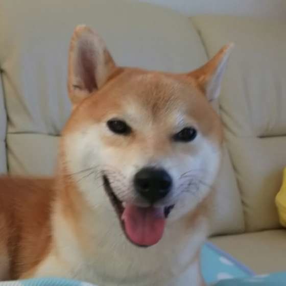 嬉しそうな柴犬のアップ