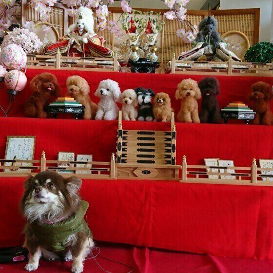 ひな人形と一緒のチワワのモカちゃん