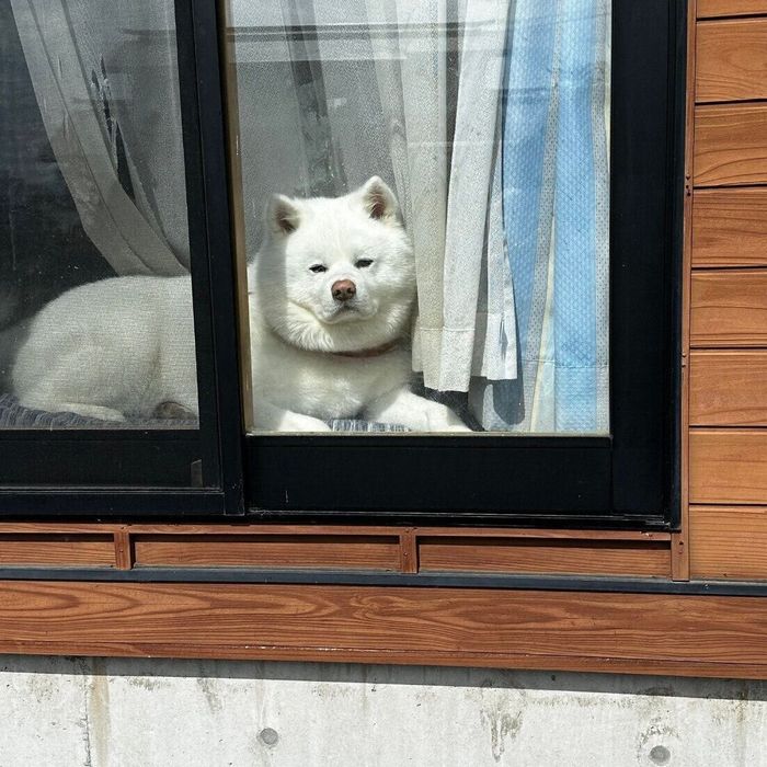 飼い主さんの外仕事の「現場監督」をする海くん