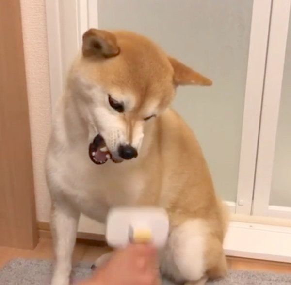 ブラッシングをされる柴犬