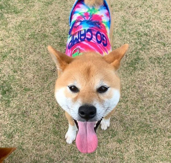 笑顔を見せる柴犬