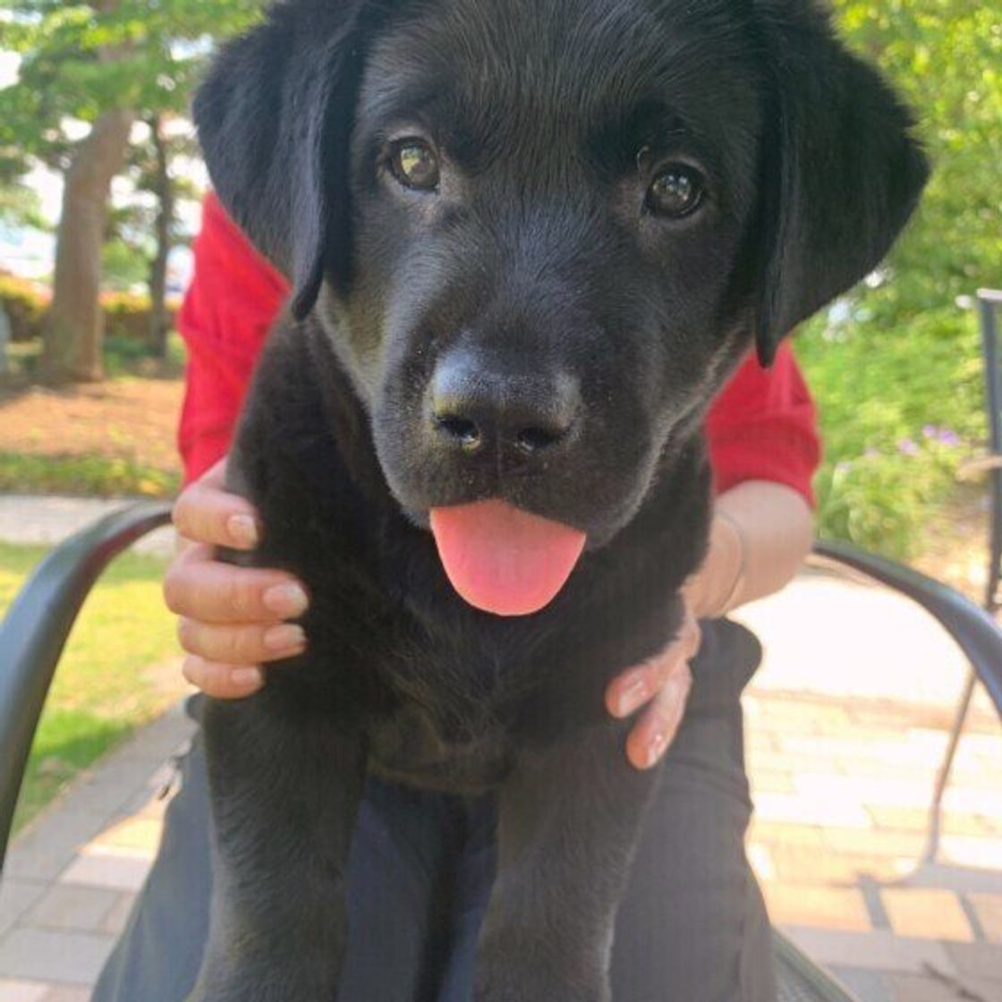 獣医師監修 犬の咳の3つの原因 対応や危険な咳の見極め方 いぬのきもちweb Magazine 獣医師監修 犬の咳の3つの原因 対応や危険な咳の見極め方 いぬのきもちweb Magazine