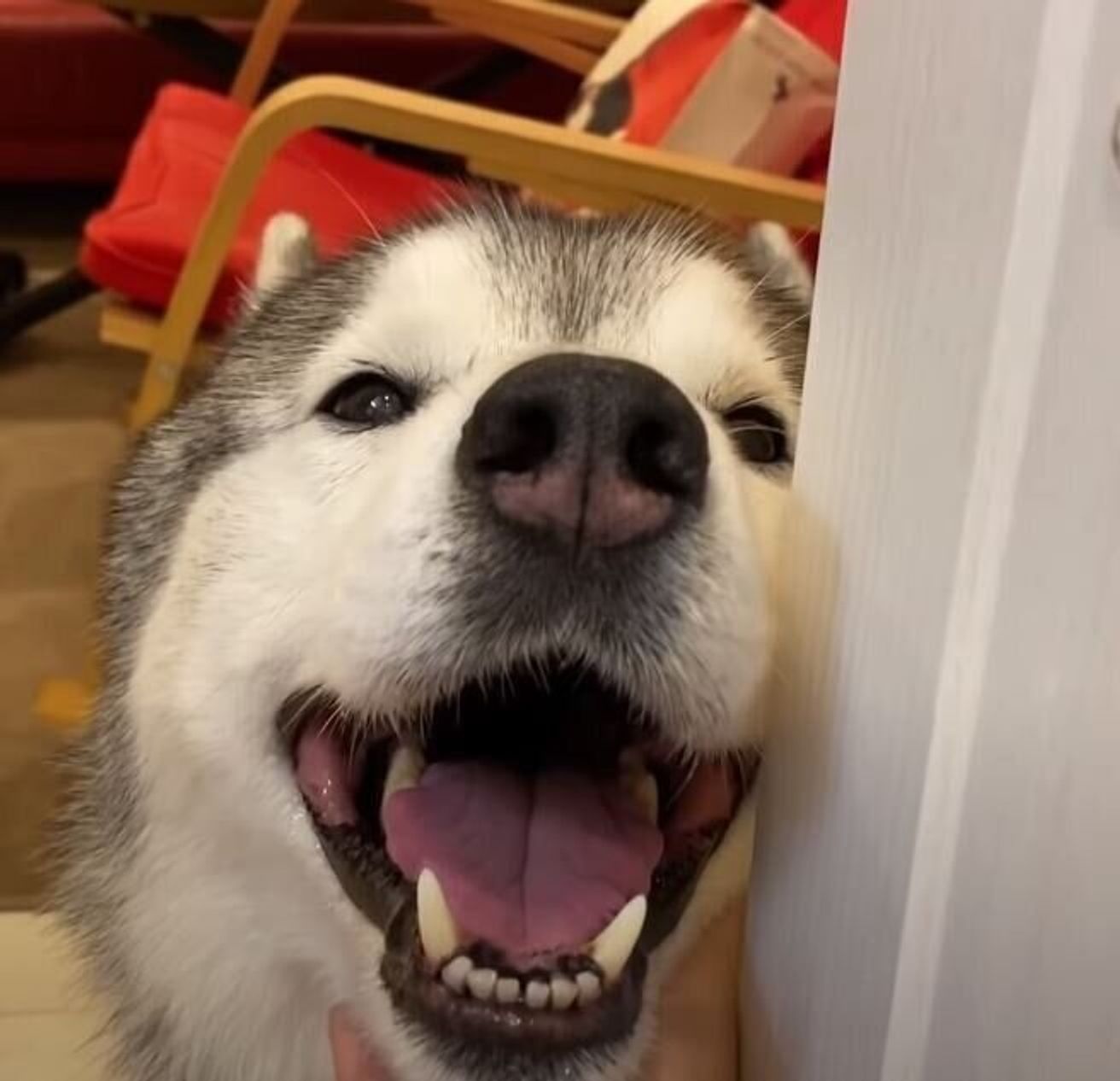 ただいま と満面の笑みでご挨拶 帰宅後もはしゃいで幸せいっぱいなハスキー いぬのきもちweb Magazine ただいま と満面の笑みでご挨拶 帰宅後もはしゃいで幸せいっぱいなハスキー いぬのきもちweb Magazine