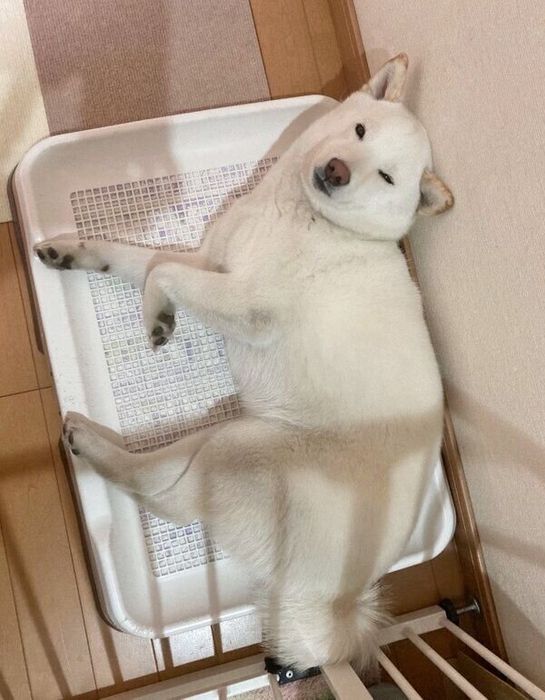 トイレの上で寝るゆきみちゃん