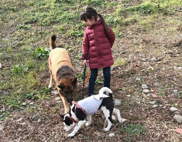 シェパードと犬