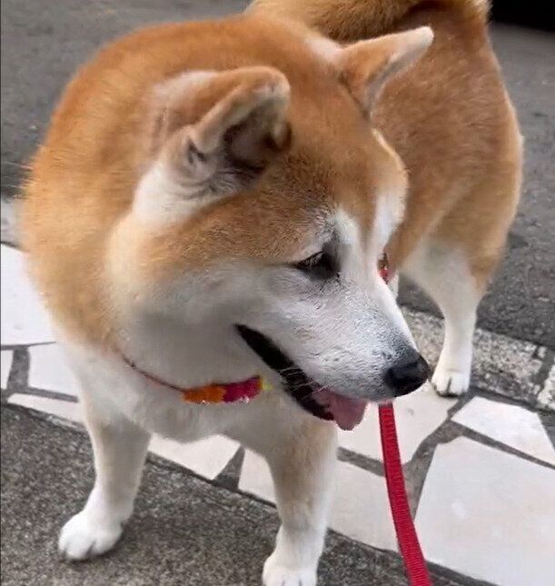 パパさんを確認するまるちゃん