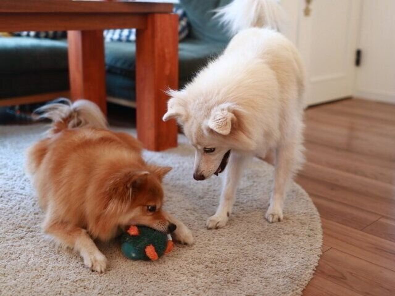 幽霊 についての疑問を真面目に考えてみる 穴澤賢の犬のはなし いぬのきもちweb Magazine 幽霊 についての疑問を真面目に考えてみる 穴澤賢の犬のはなし いぬのきもちweb Magazine