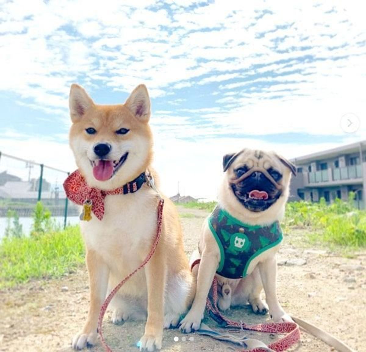 美しすぎる並んだワンズの横顔 ついある部分を比べると笑いが いぬのきもちweb Magazine 美しすぎる並んだワンズの横顔 ついある部分を比べると笑いが いぬのきもちweb Magazine