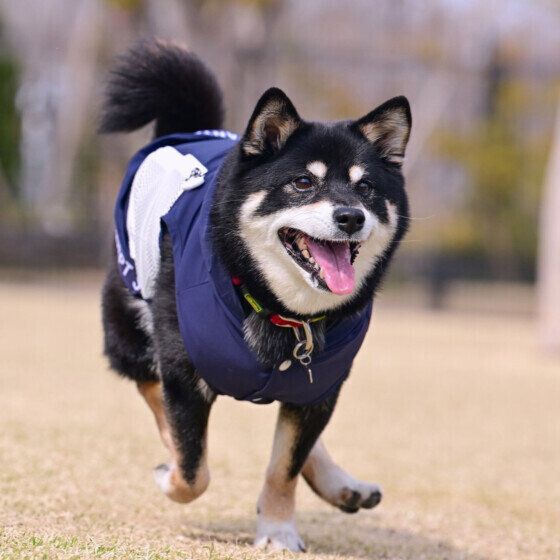 楽しそうに走る柴犬