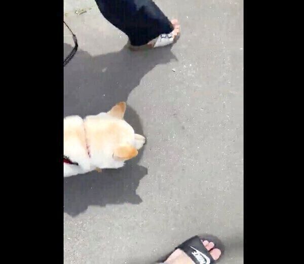 嬉しそうにお散歩するはるちゃん