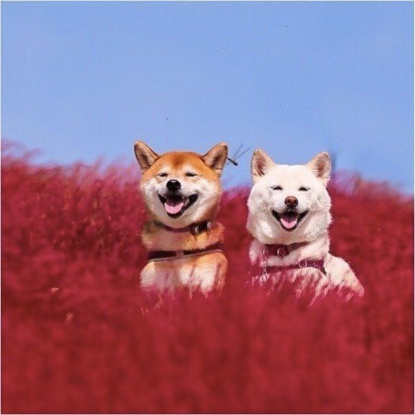 写真を撮る柴犬