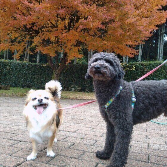 チワワのアンヌちゃんたち