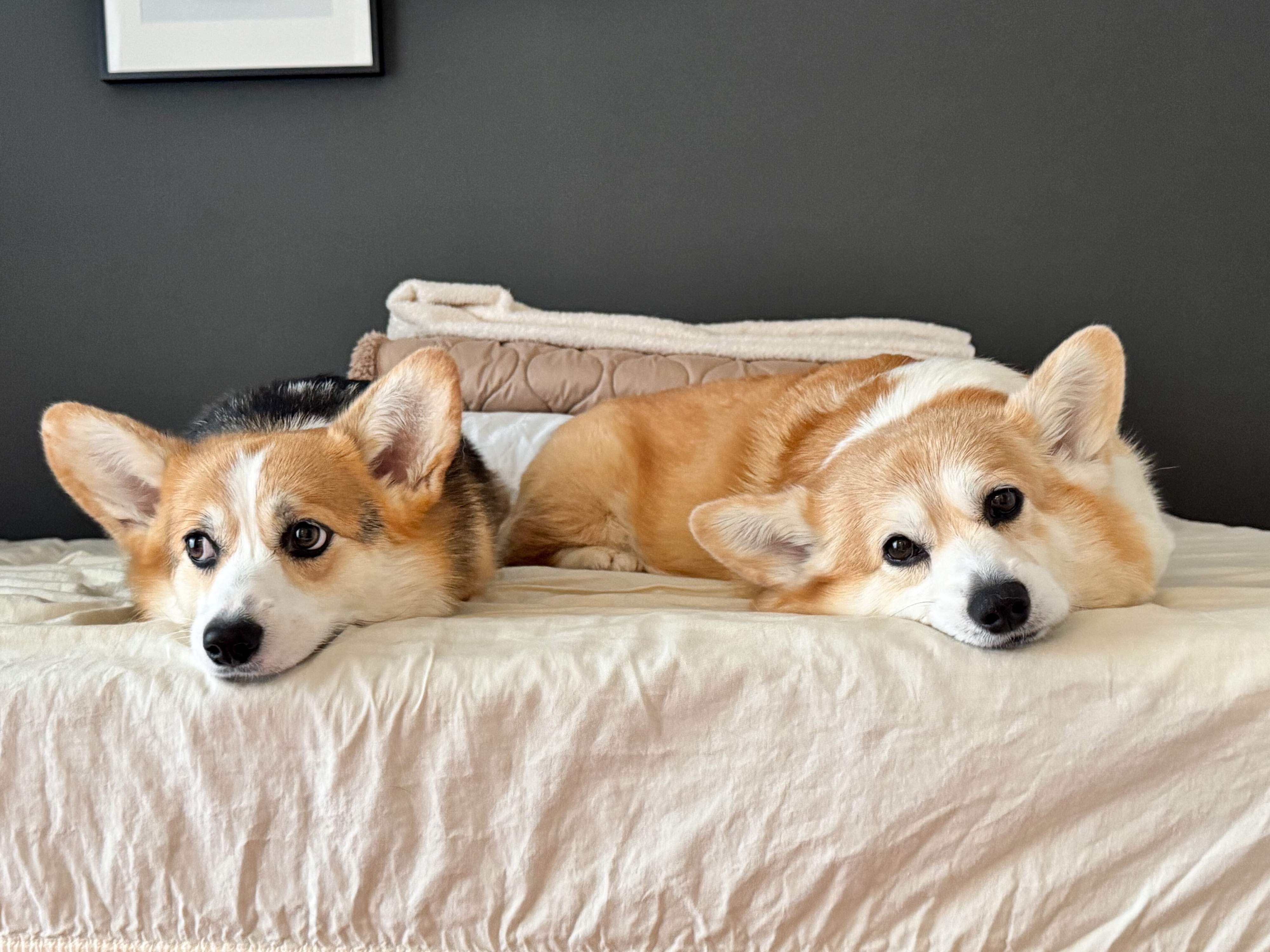 まったりするエルモちゃん、ギズモちゃん