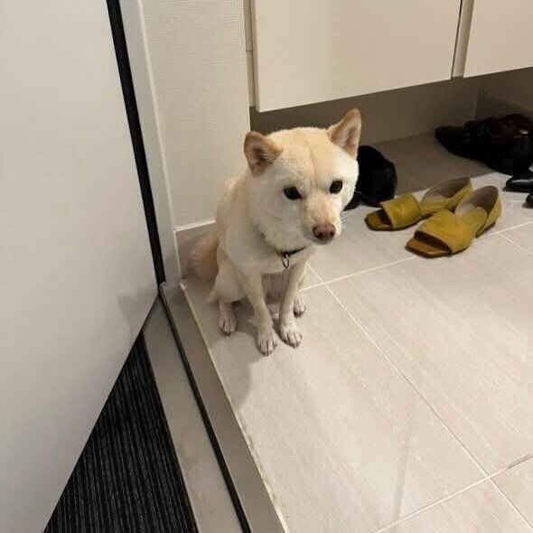 わかりやすく落ち込んでいるボスくん