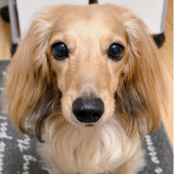 犬も夏バテで食欲不振が起こる? 犬がごはんを食べない・食べムラがあるときの対処法 いぬのきもち