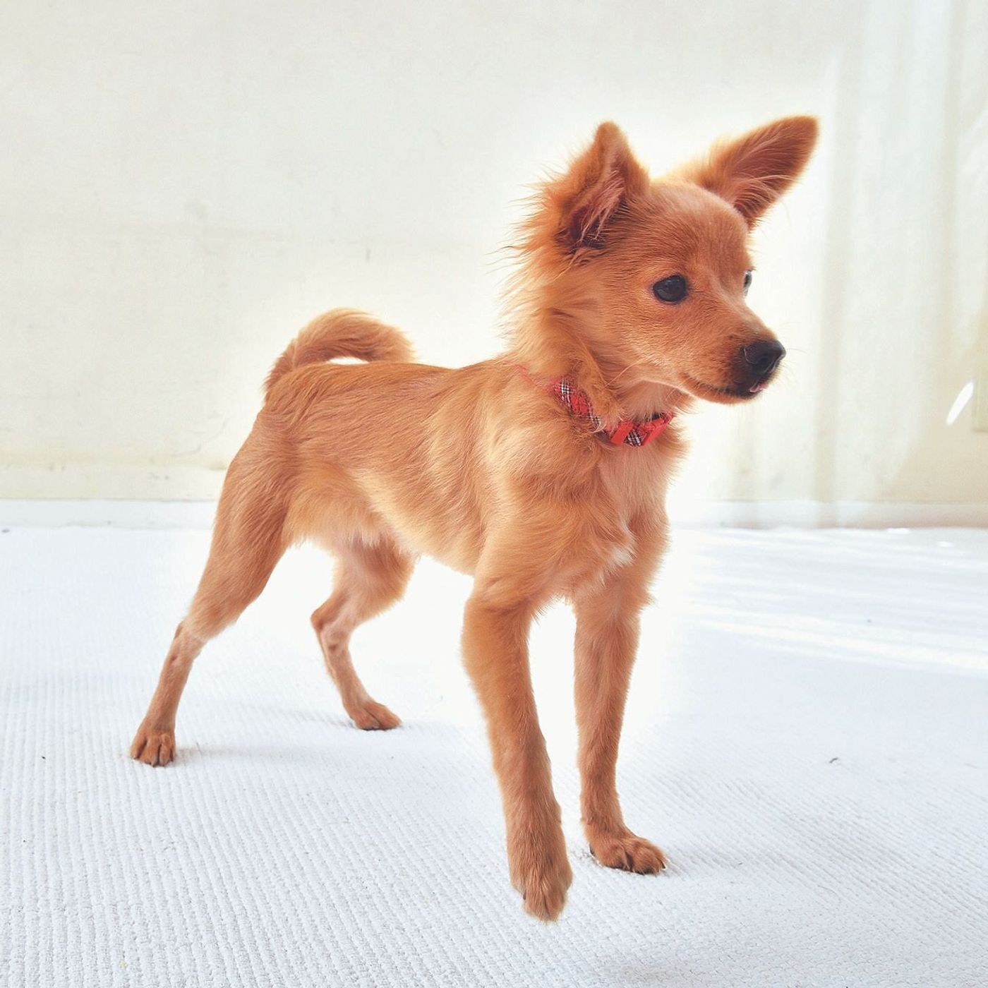 犬は いつもと違う ことに敏感 犬に 不安を感じさせない 留守番とは いぬのきもちweb Magazine 犬は いつもと違う ことに敏感 犬に 不安を感じさせない 留守番とは いぬのきもちweb Magazine