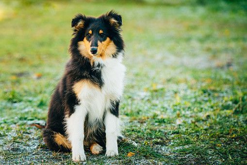 シェットランド・シープドッグ