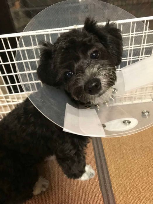 去勢手術後にエリザベスカラーをつけているわんこ