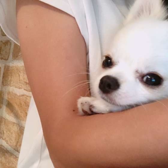 抱っこされる犬