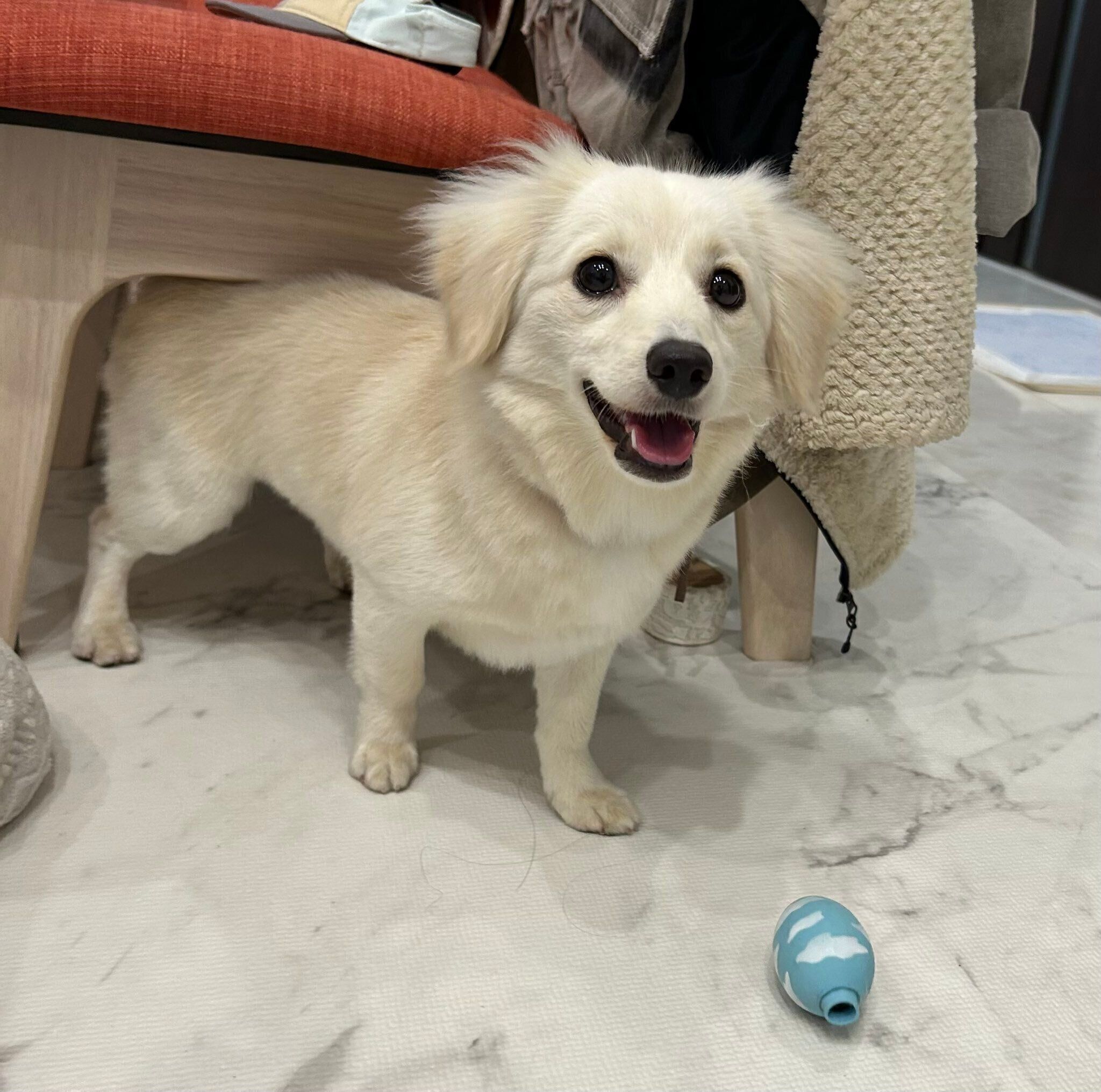 ボール遊びをしたい様子の犬