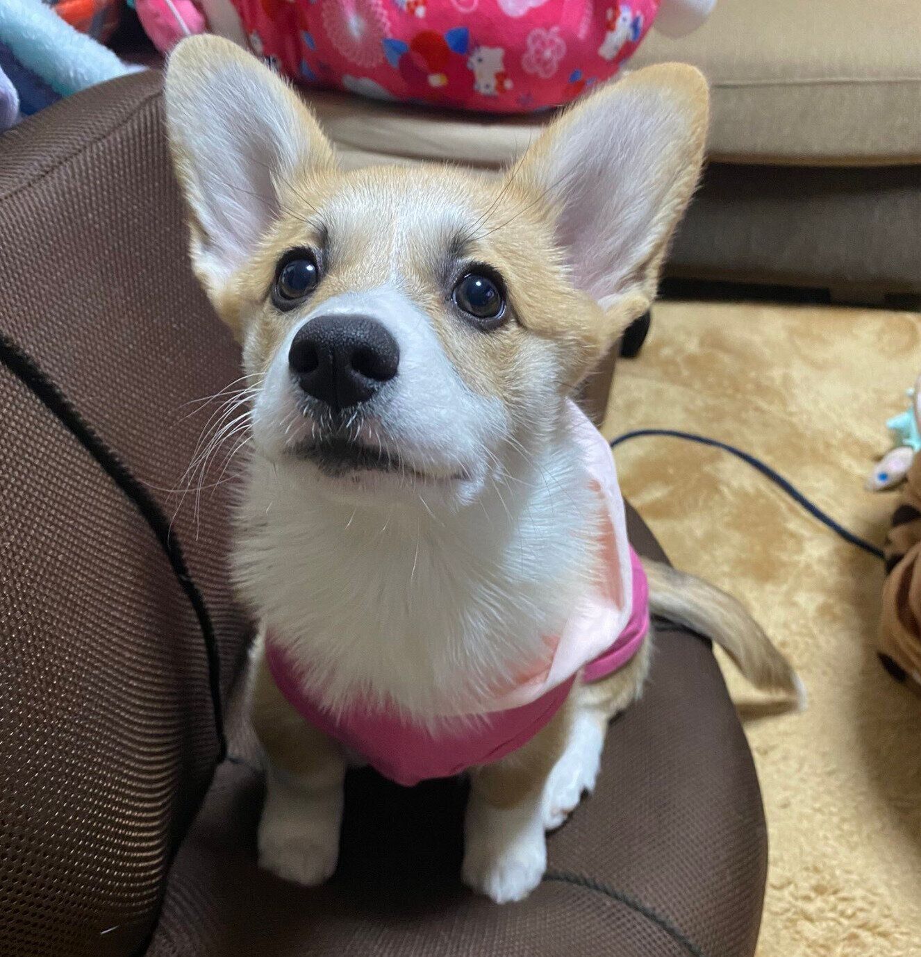 座椅子に座るLunaちゃん