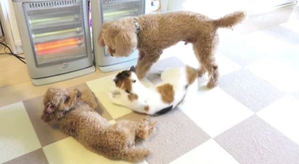 ストーブの前にいるトイ・プードルと猫