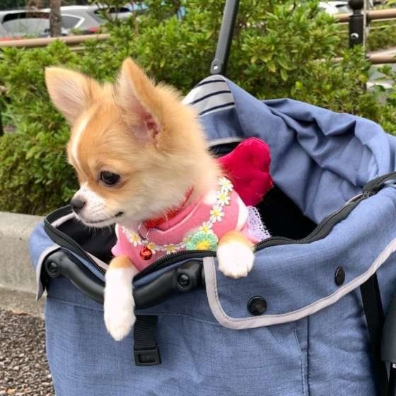 おでかけするチルちゃん