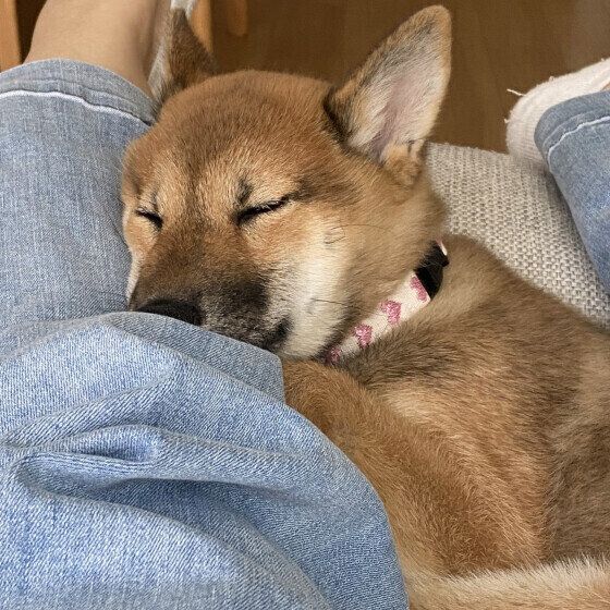 柴犬のベルちゃん