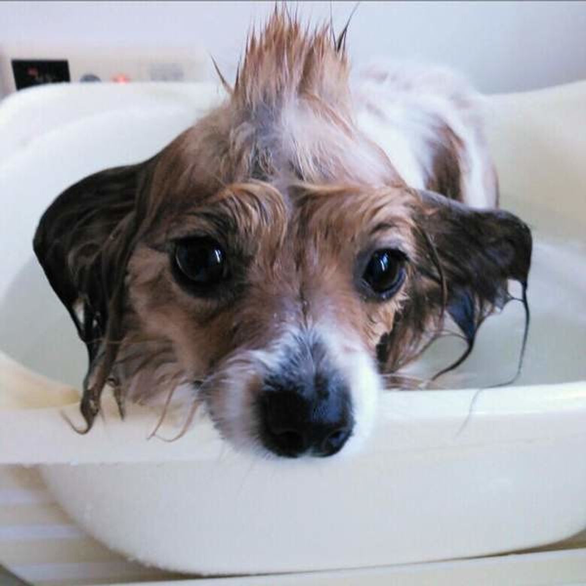 抜け毛が多くても 嫌がるワンコも 愛犬のシャンプー裏ワザ時短テク いぬのきもちweb Magazine 抜け毛が多くても 嫌がるワンコも 愛犬のシャンプー裏ワザ時短テク いぬのきもちweb Magazine