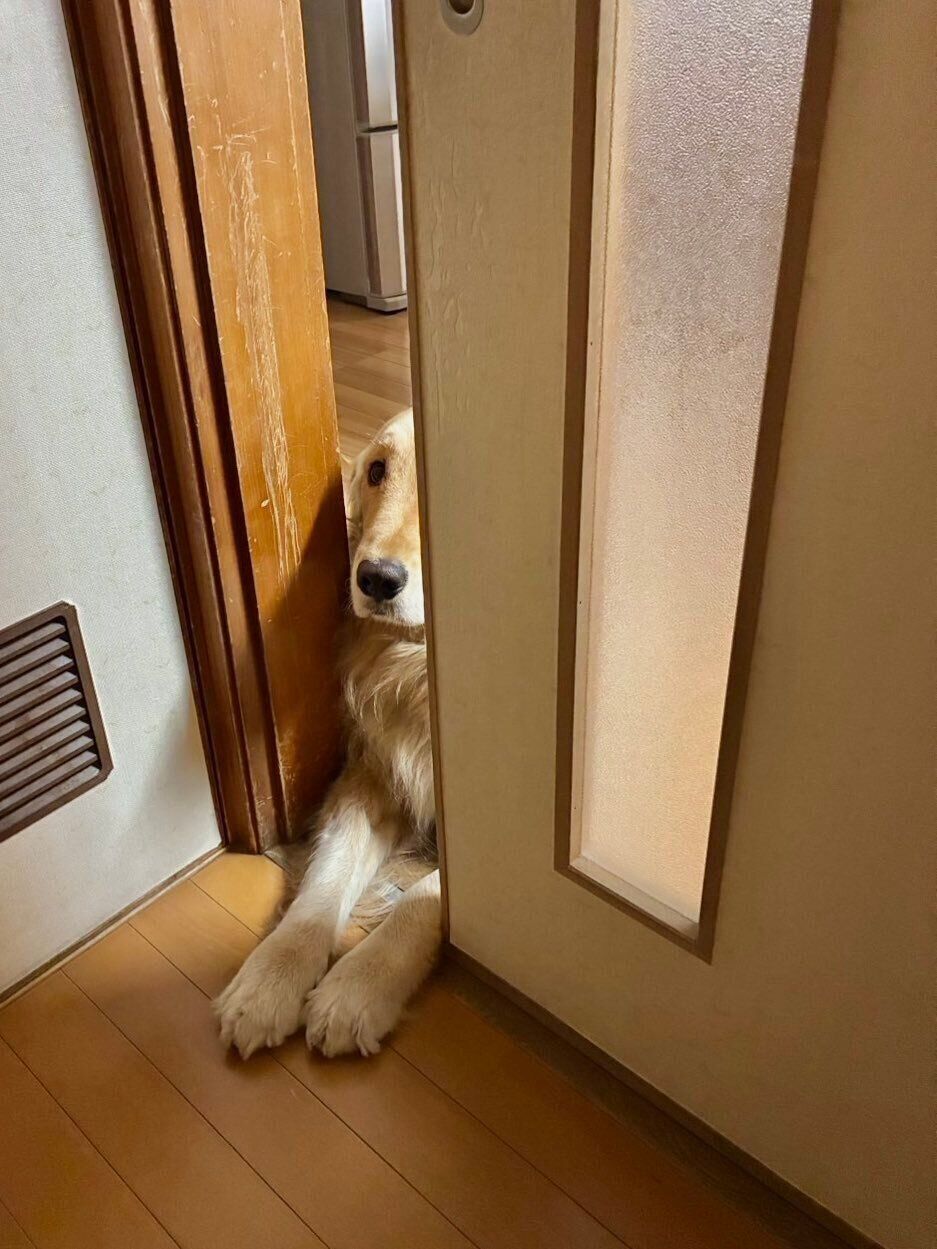 お風呂に入る飼い主さんを監視するイブくん