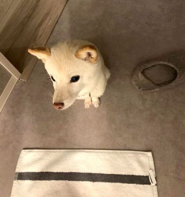 ドライヤーの温風が好きなボスくん