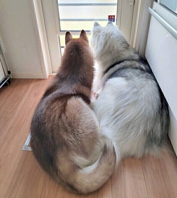 外を眺めるグーテくんとバンデくん