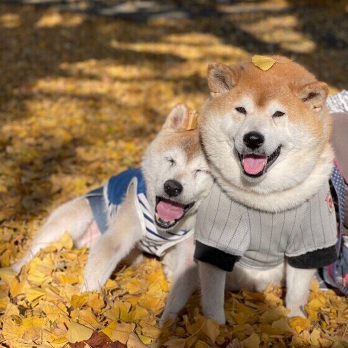 愛犬が寝たきりになったら 飼い主の心構え やるべきこと いぬのきもちweb Magazine 愛犬が寝たきりになったら 飼い主の心構え やるべきこと いぬのきもちweb Magazine