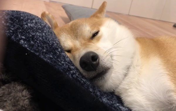 遊び疲れて眠る柴犬