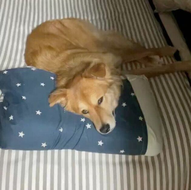 睡魔と闘いながら飼い主さんの動向を観察するエスちゃん