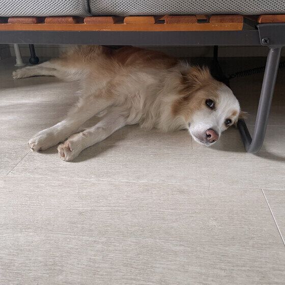 ベッドの下で寝るボーダー・コリー