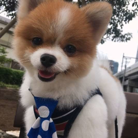 笑顔を見せるポメラニアン