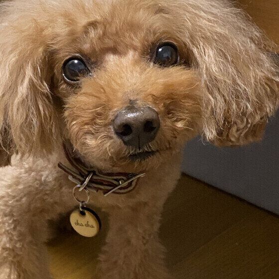 トイ・プードルの茶々ちゃん