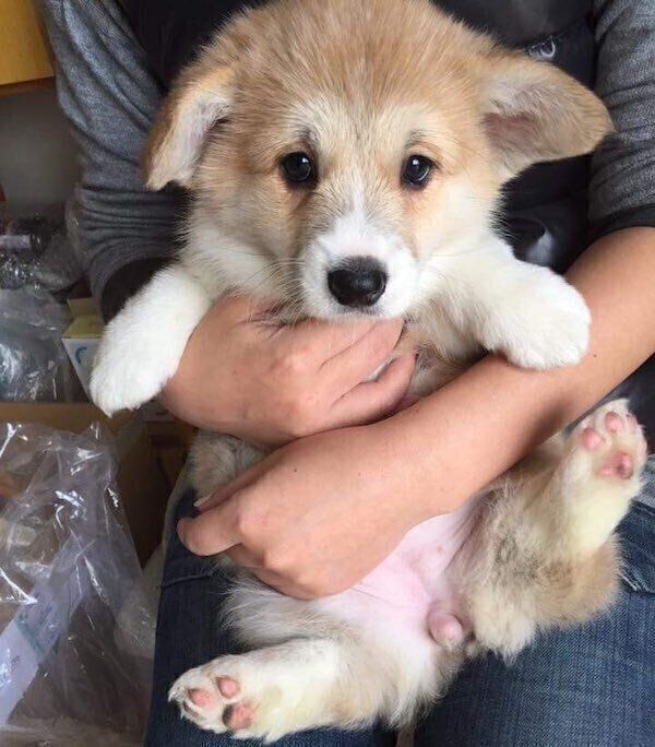 お迎えしたころのエルモちゃん