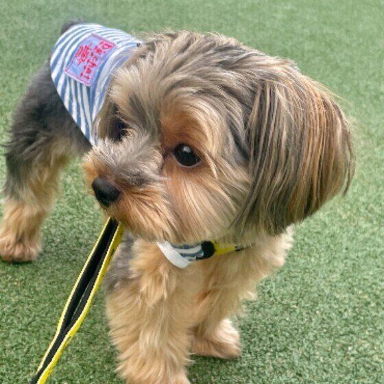 散歩するヨークシャー・テリア