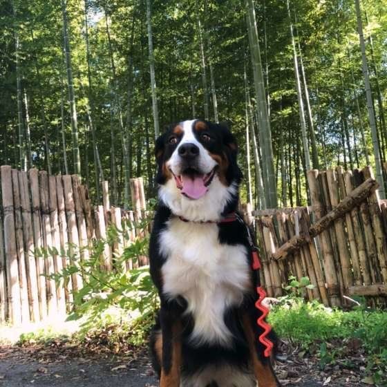 バーニーズ・マウンテン・ドッグ